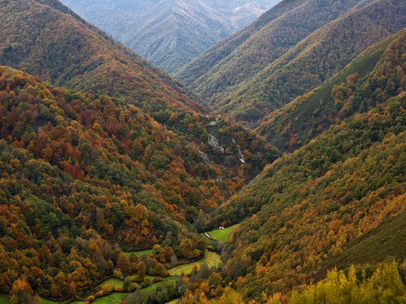 Bosque de Muniellos. Fuentes del Narcea (Asturias)