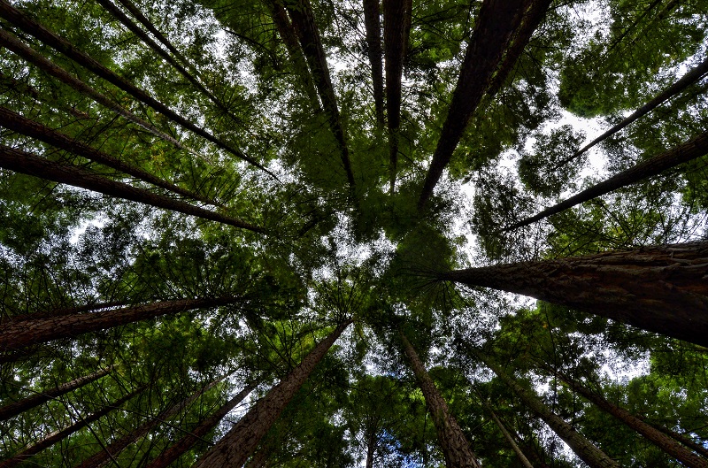 Monumento Natural de las Secuoyas (Cantabria).